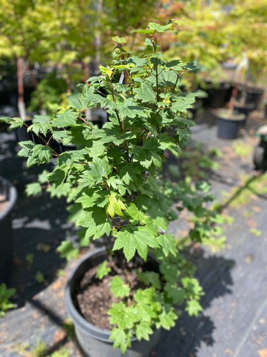 Acer circinatum 'Sunny Sister'