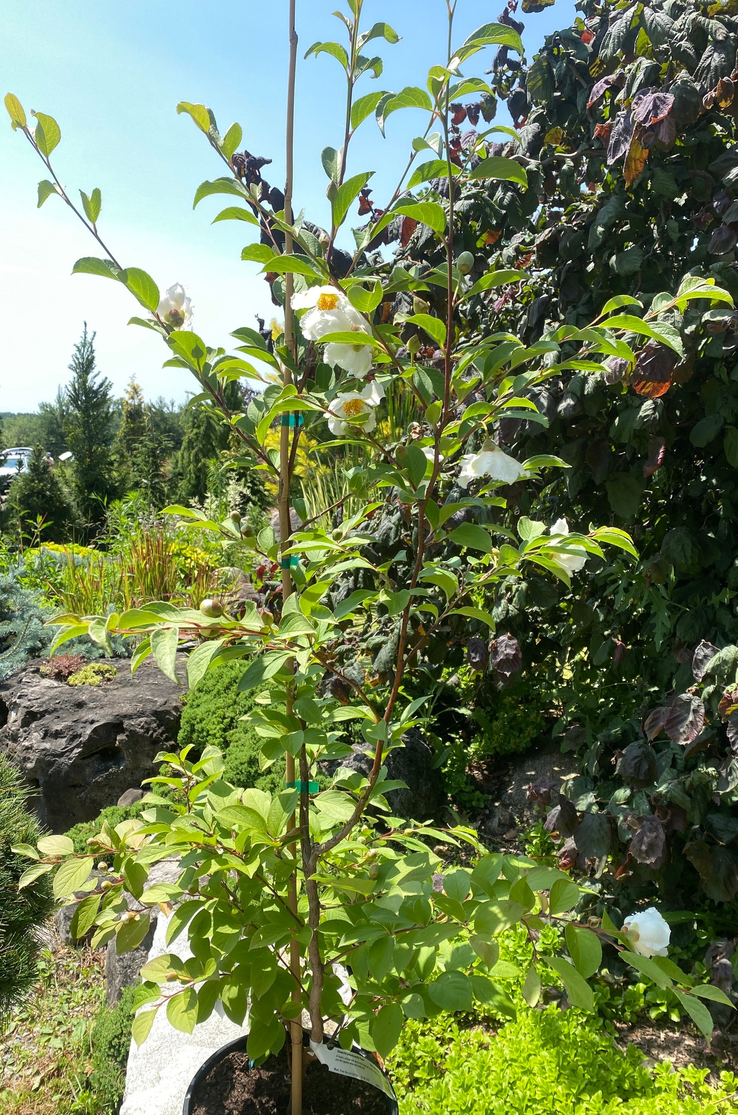 Stewartia pseudocamellia 'Pewter'
