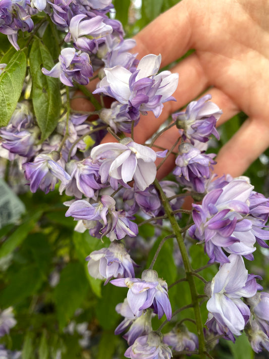 Wisteria floribunda GRANDE DIVA®JESSYE