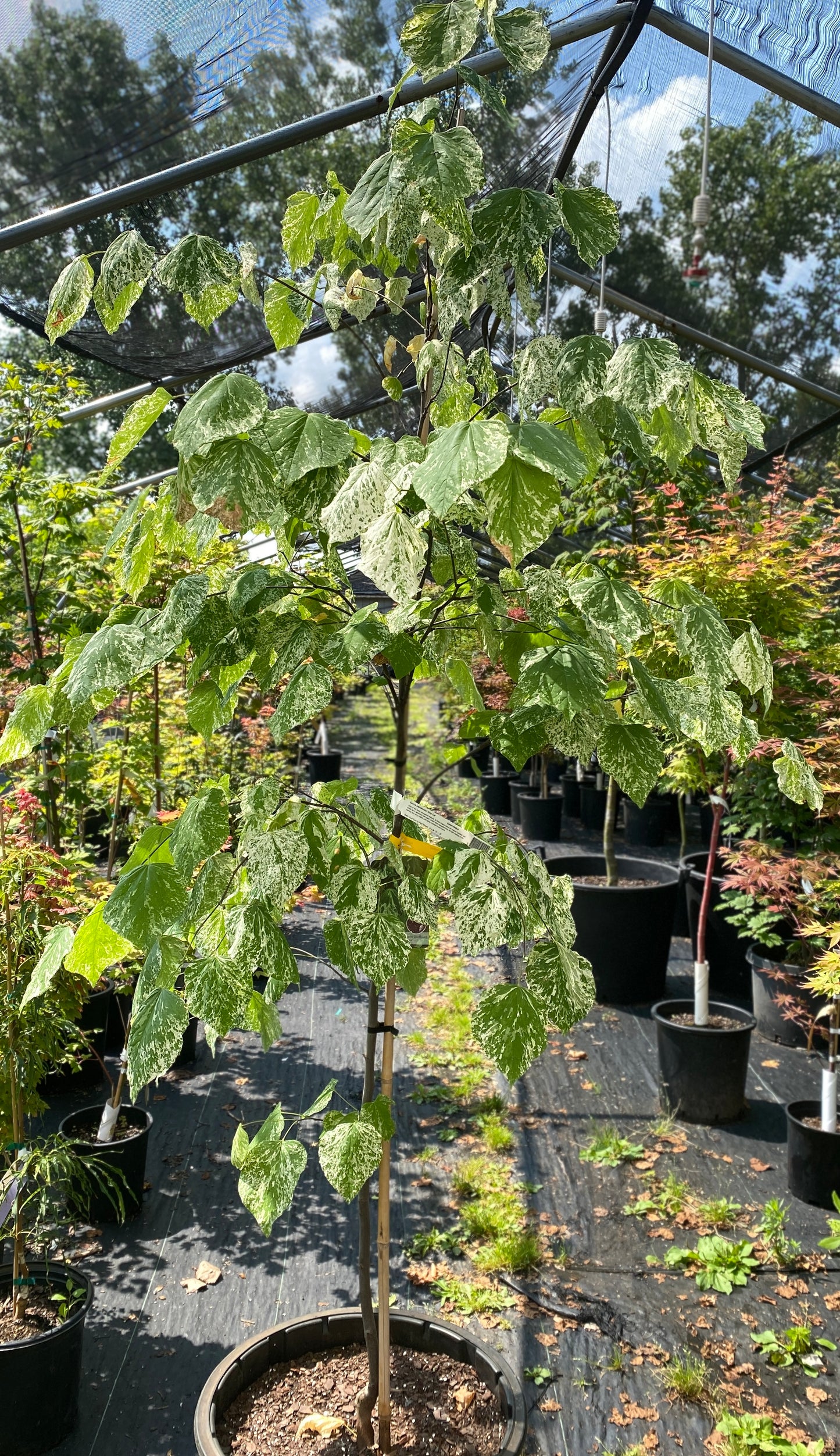 Cercis canadensis 'Alley Cat'