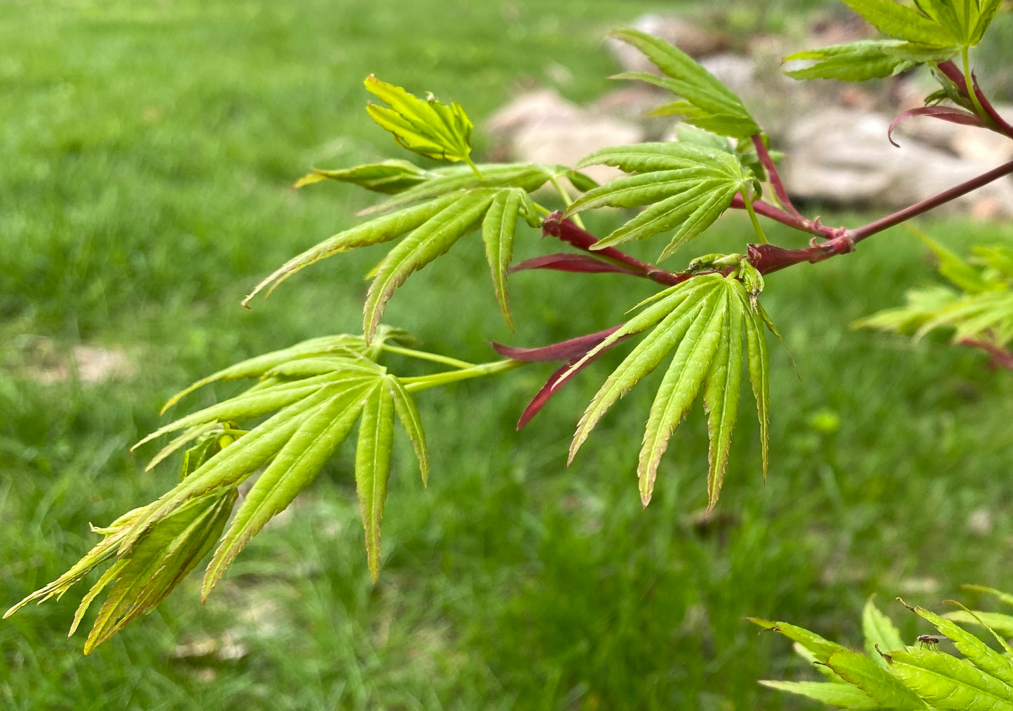 Acer palmatum 'Ryusen'