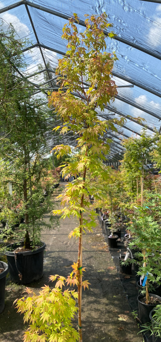 Acer palmatum 'Yama nishiki'