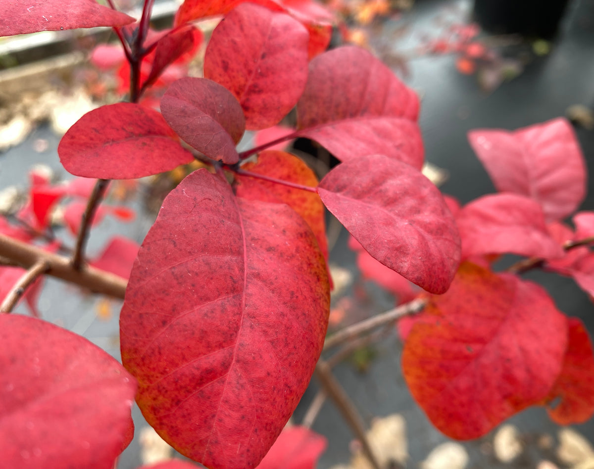 Cotinus coggygria 'Royal Purple'