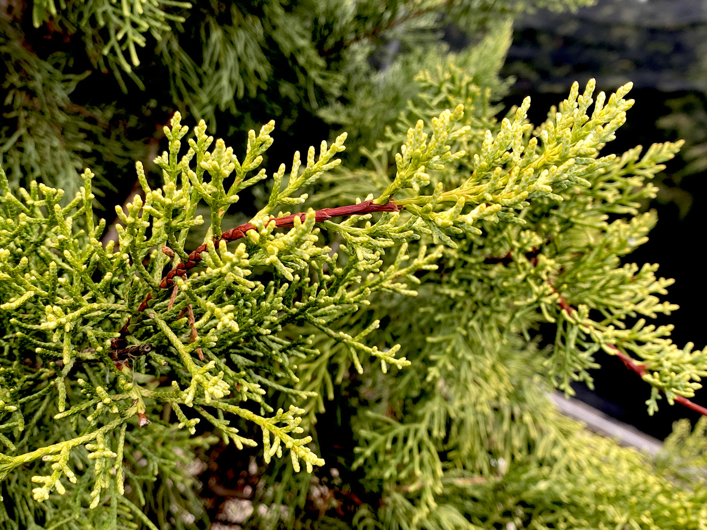 Cupressus glabra 'Golden Pyramid'