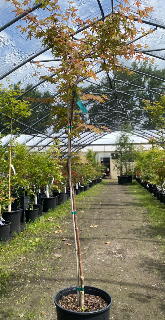 Acer palmatum 'Otome zakura'