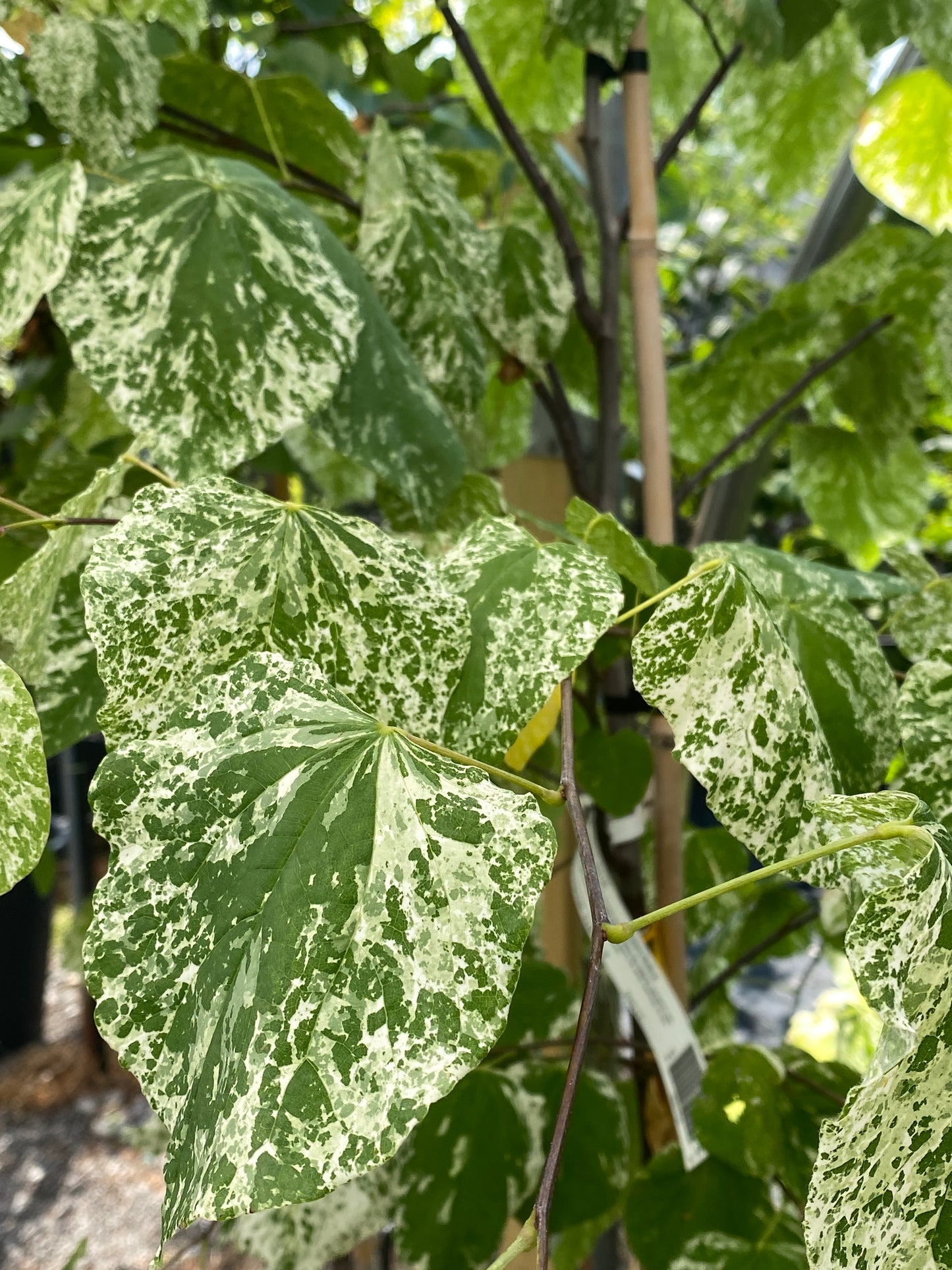 Cercis canadensis 'Alley Cat'