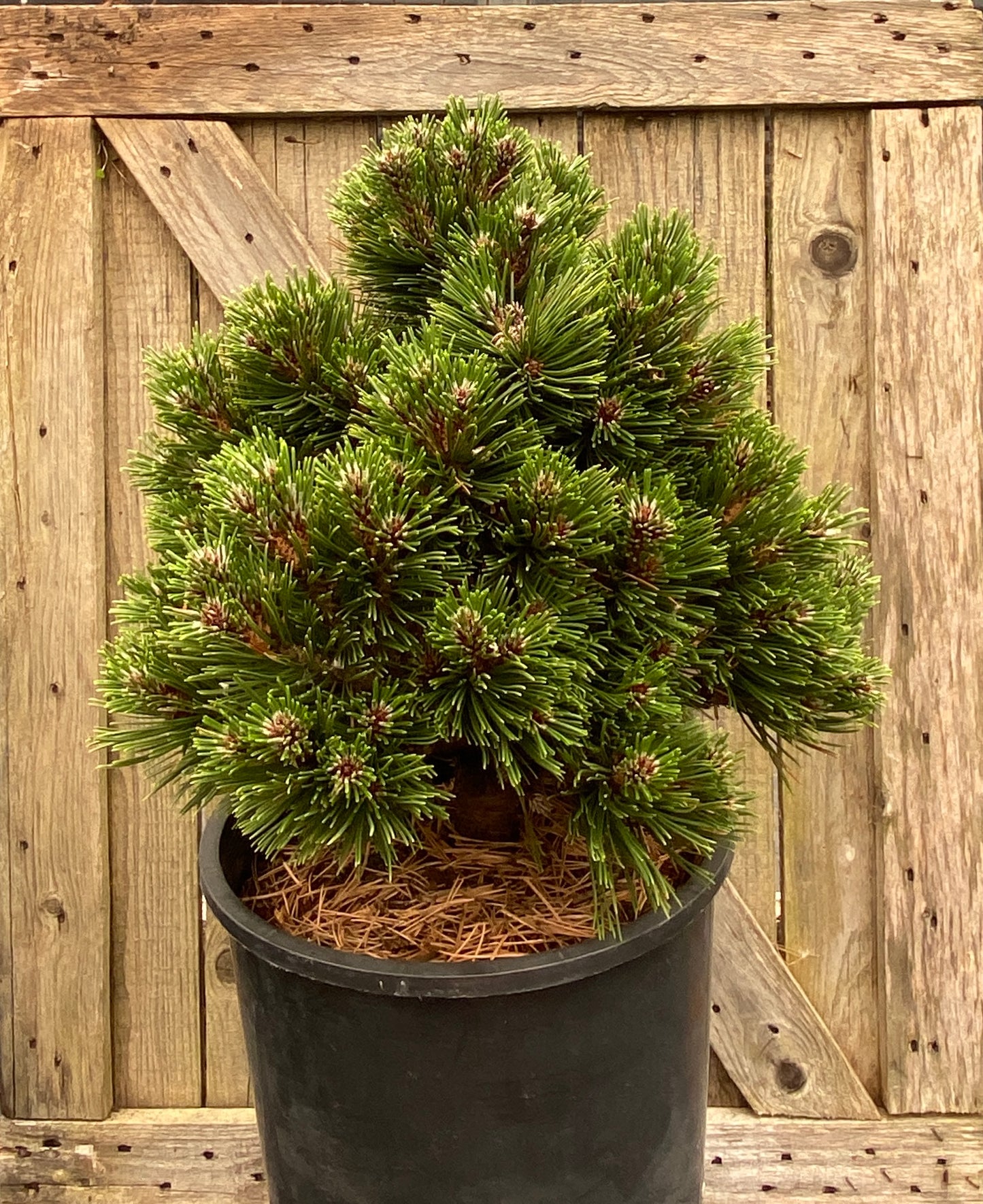 Pinus heldreichii 'Smidtii'