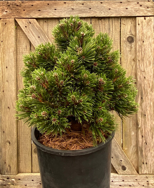 Pinus heldreichii 'Smidtii'