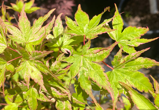 Acer palmatum 'Cosmos'