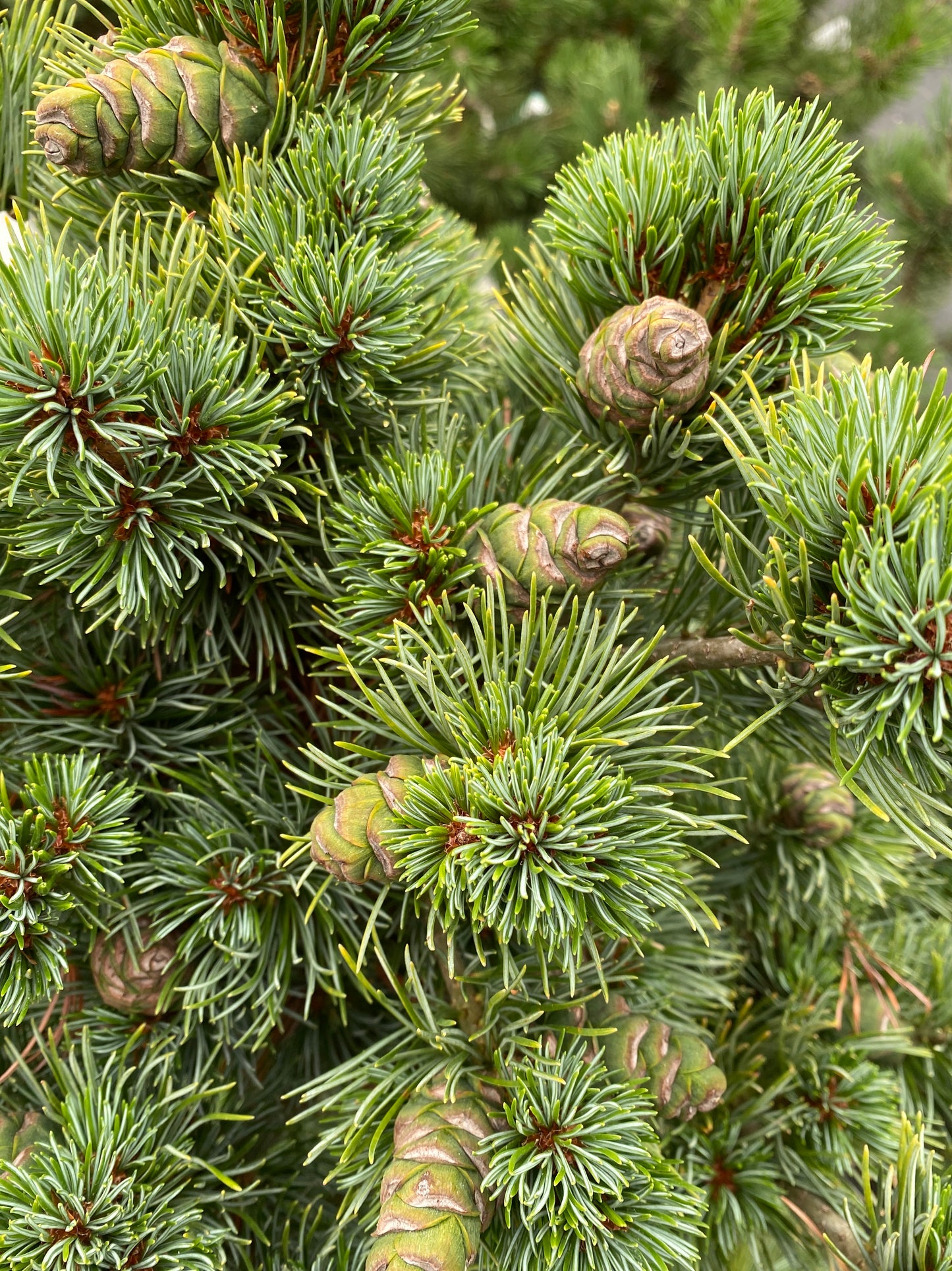 Pinus parviflora 'Azuma goyo'