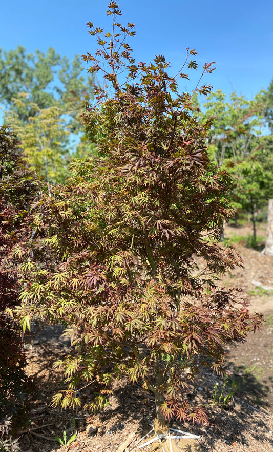 Acer palmatum 'Trompenberg'