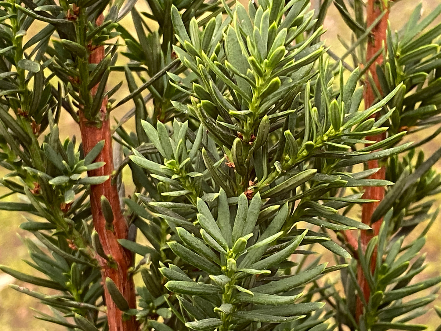 Taxus x media 'Stonehenge'