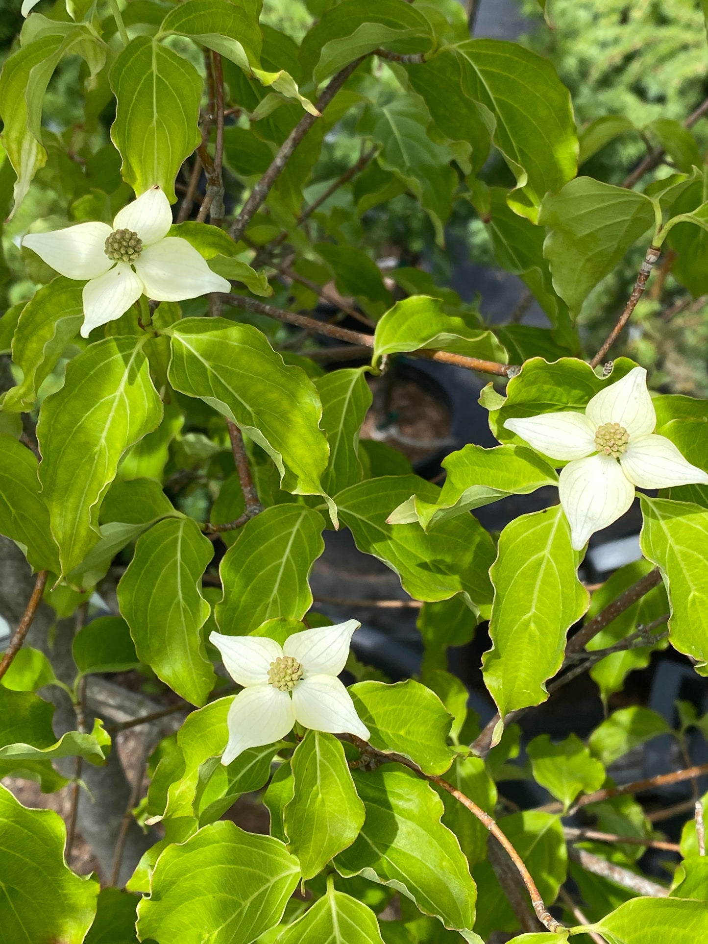 Cornus kousa chinensis