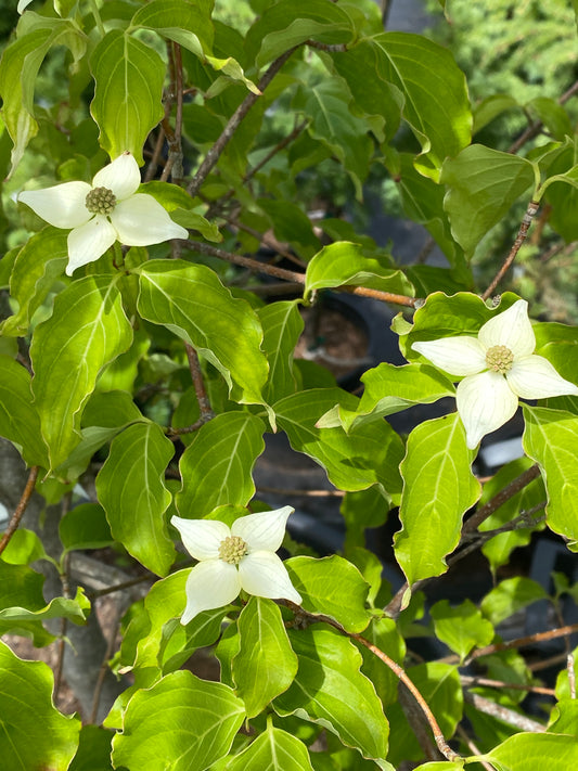 Cornus kousa chinensis