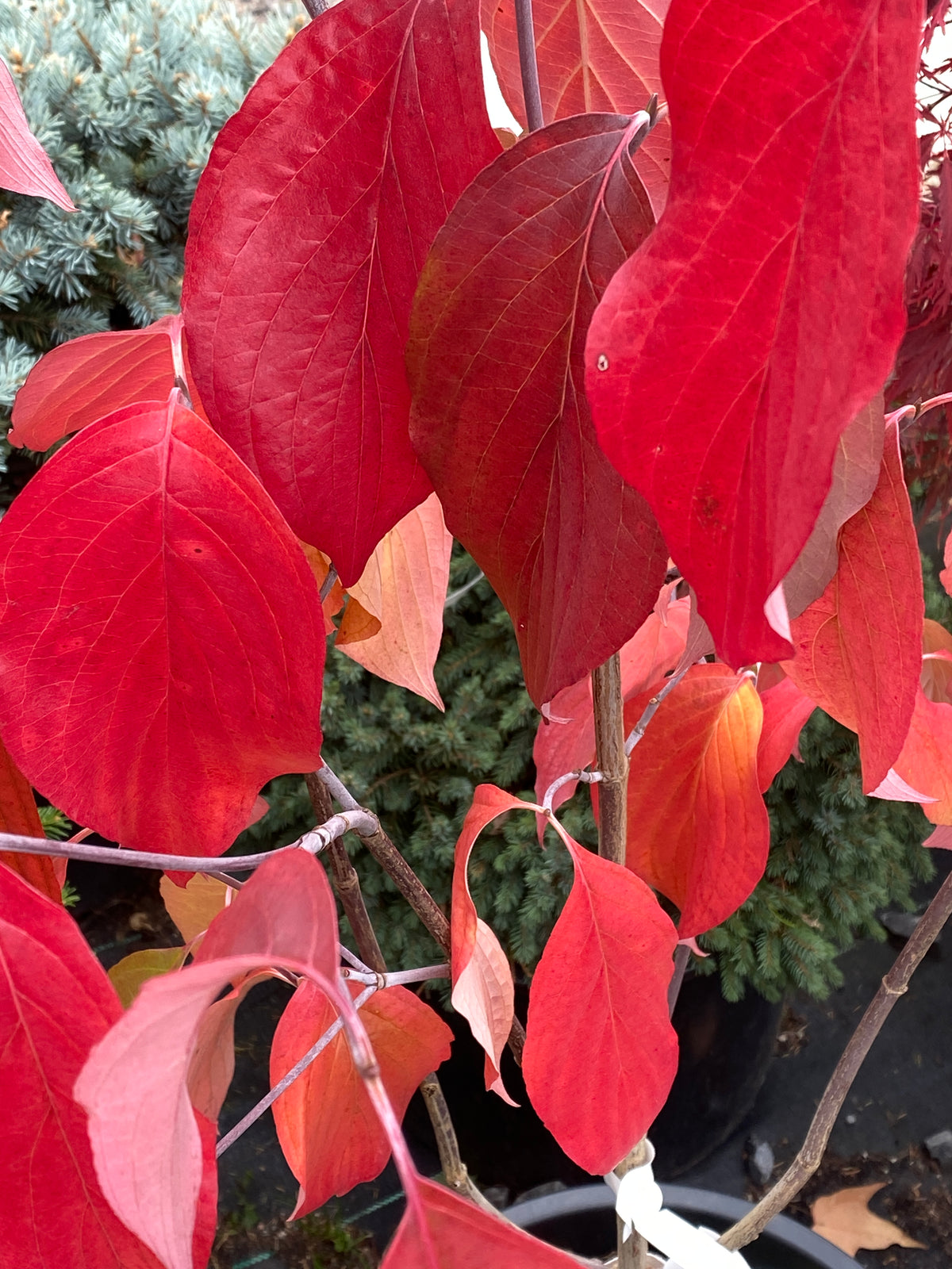 Cornus florida 'Appalachian Spring'