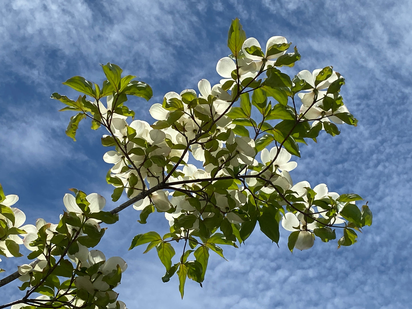 Cornus kousa x nuttali 'Venus'