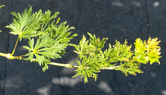 Acer shirasawanum 'Green Snowflake'