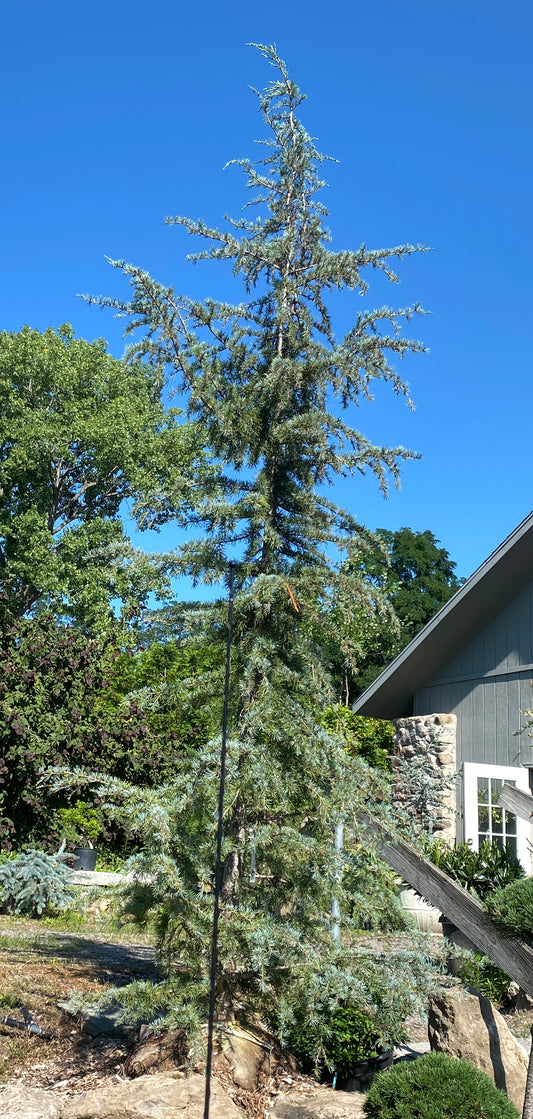 Cedrus deodara 'Sanders Blue'