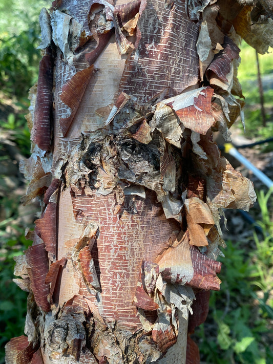Betula nigra 'Heritage'