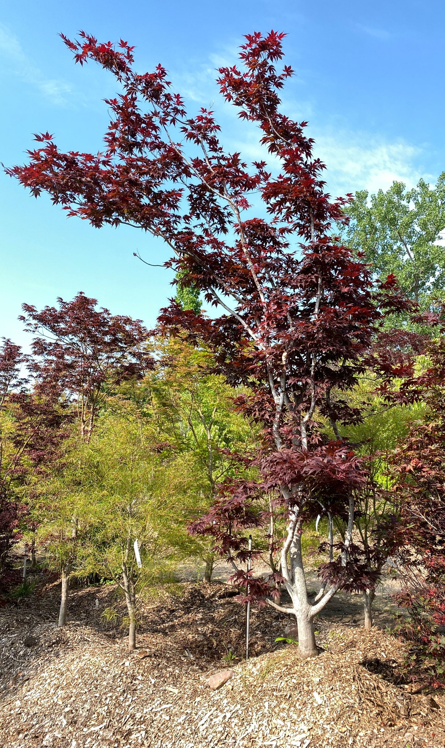 Acer palmatum 'Bloodgood'