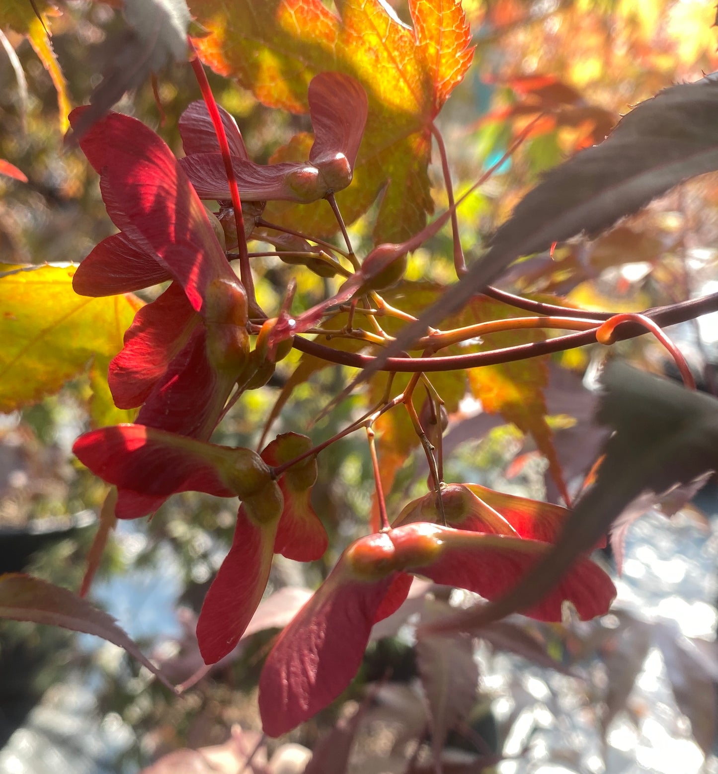 Acer palmatum 'Bloodgood'