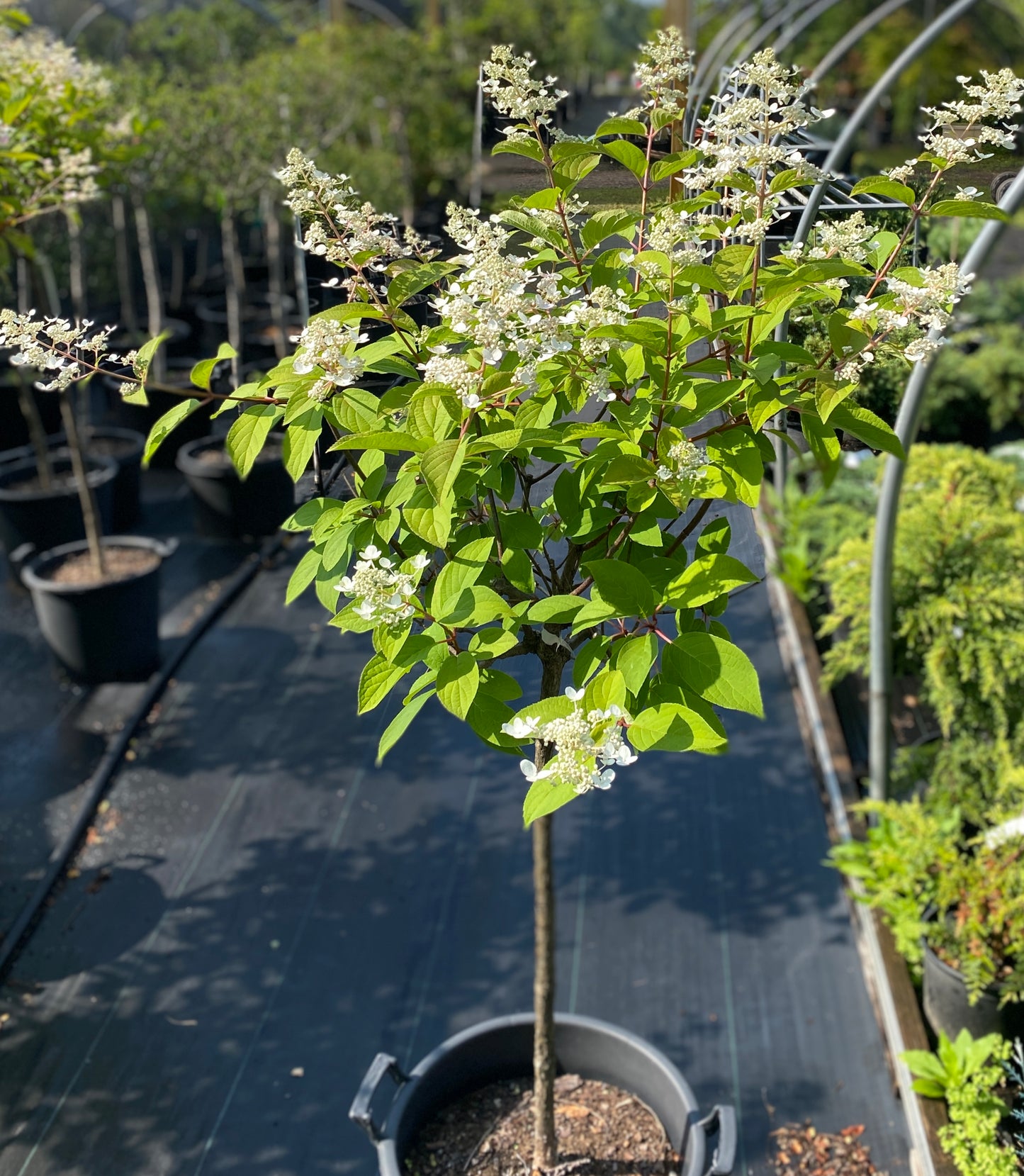 Hydrangea paniculata 'Fire & Ice' - tree form