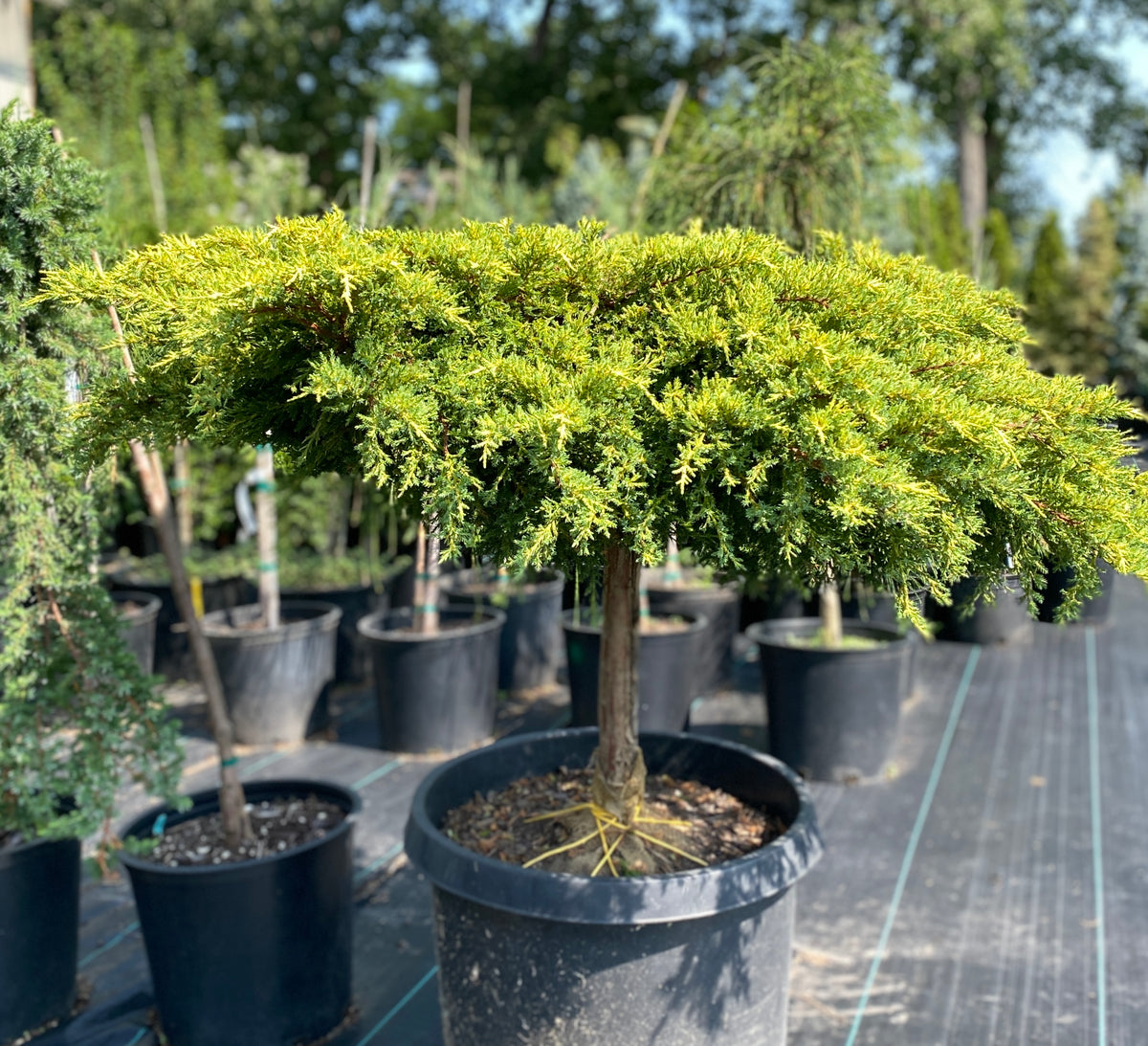 Juniperus chinensis 'Daub's Frosted'