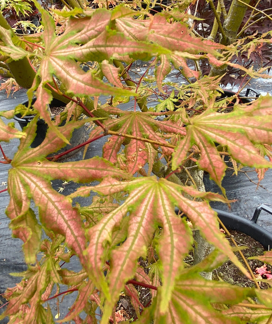 Acer palmatum 'Sawa chidori'