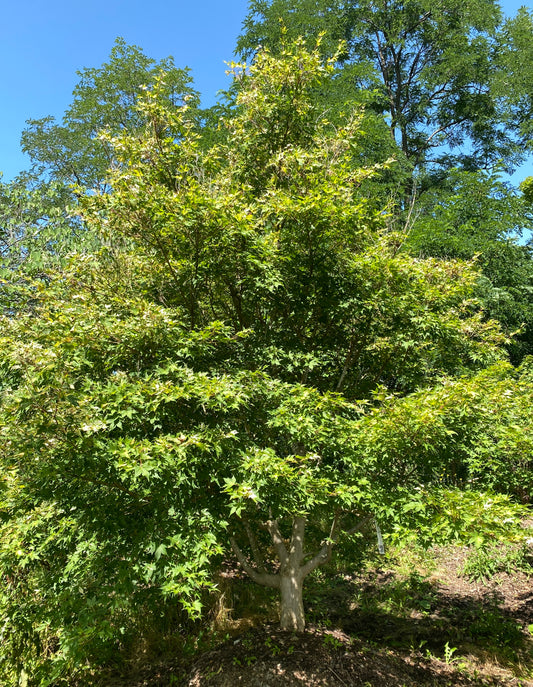 Acer palmatum 'Oridono nishiki'