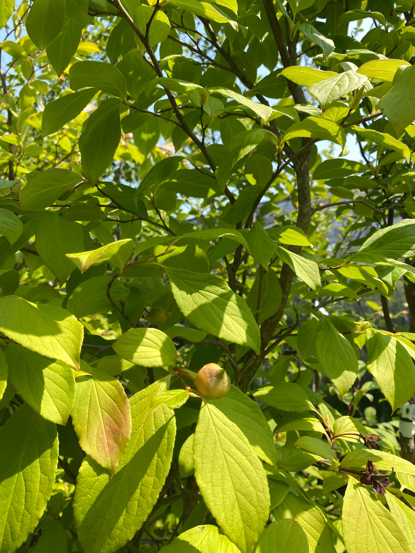 Stewartia pseudocamellia