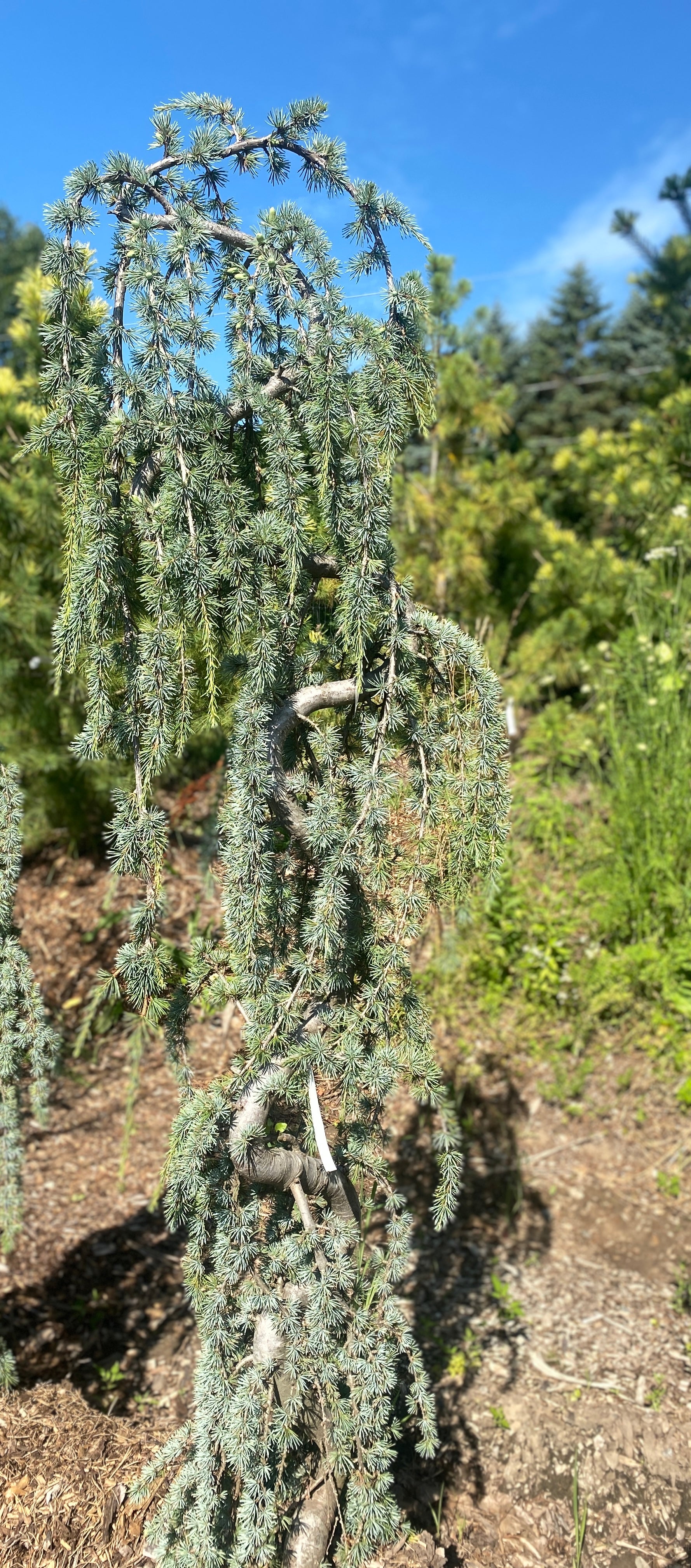 Cedrus atlantica 'Glauca Pendula'