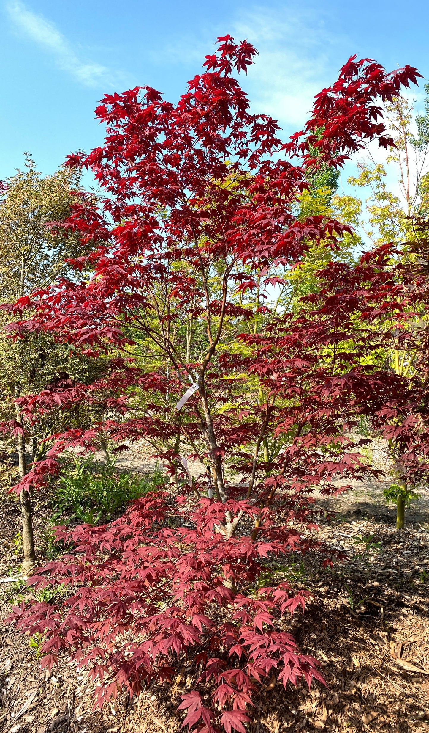 Acer palmatum 'Bloodgood'