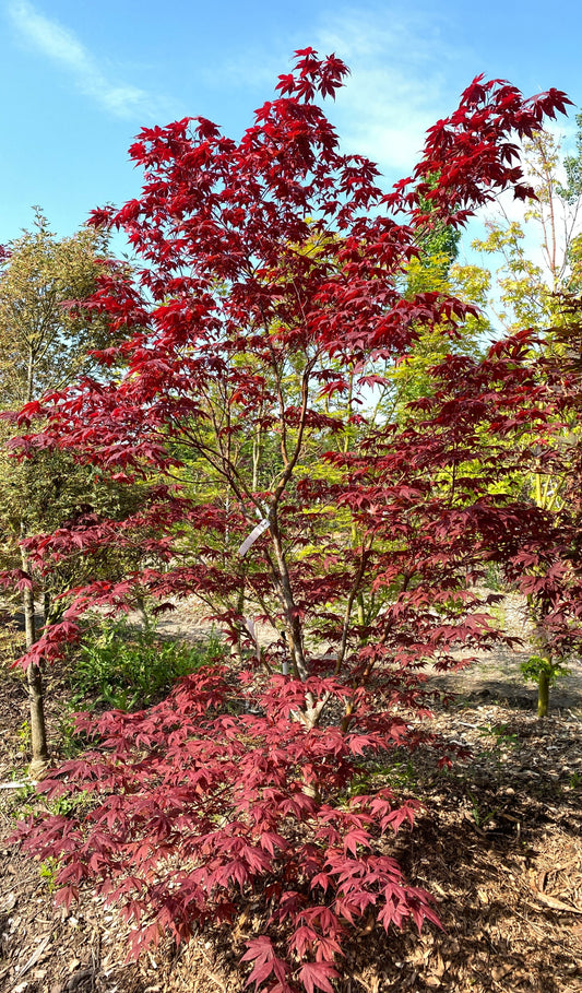 Acer palmatum 'Bloodgood'