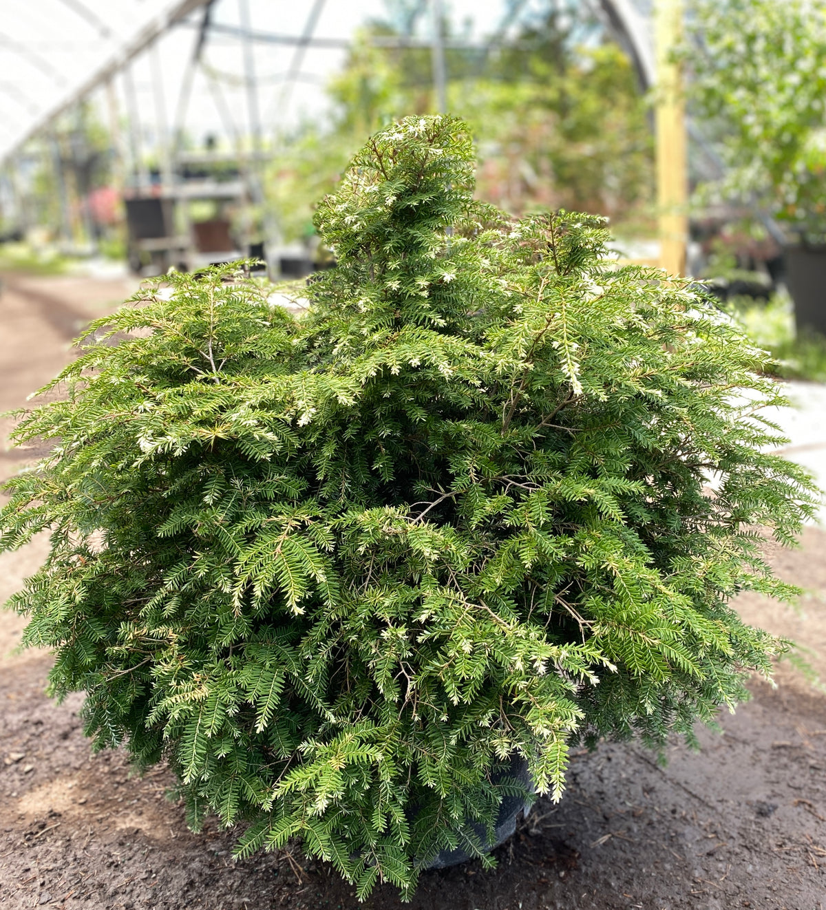Tsuga canadensis 'Gentsch White'