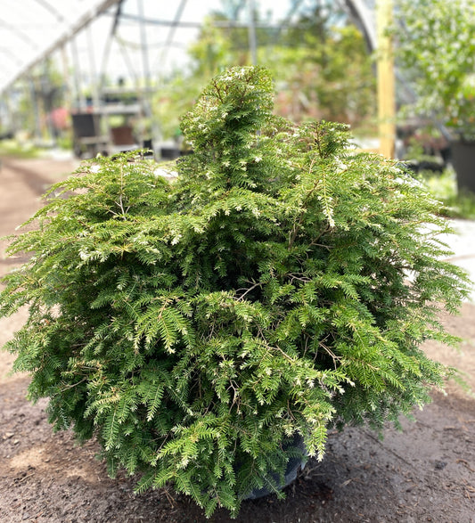 Tsuga canadensis 'Gentsch White'