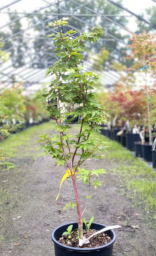 Acer palmatum 'Little Sango'