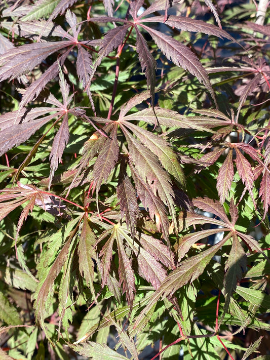 Acer palmatum 'Glen Eugene Handy'