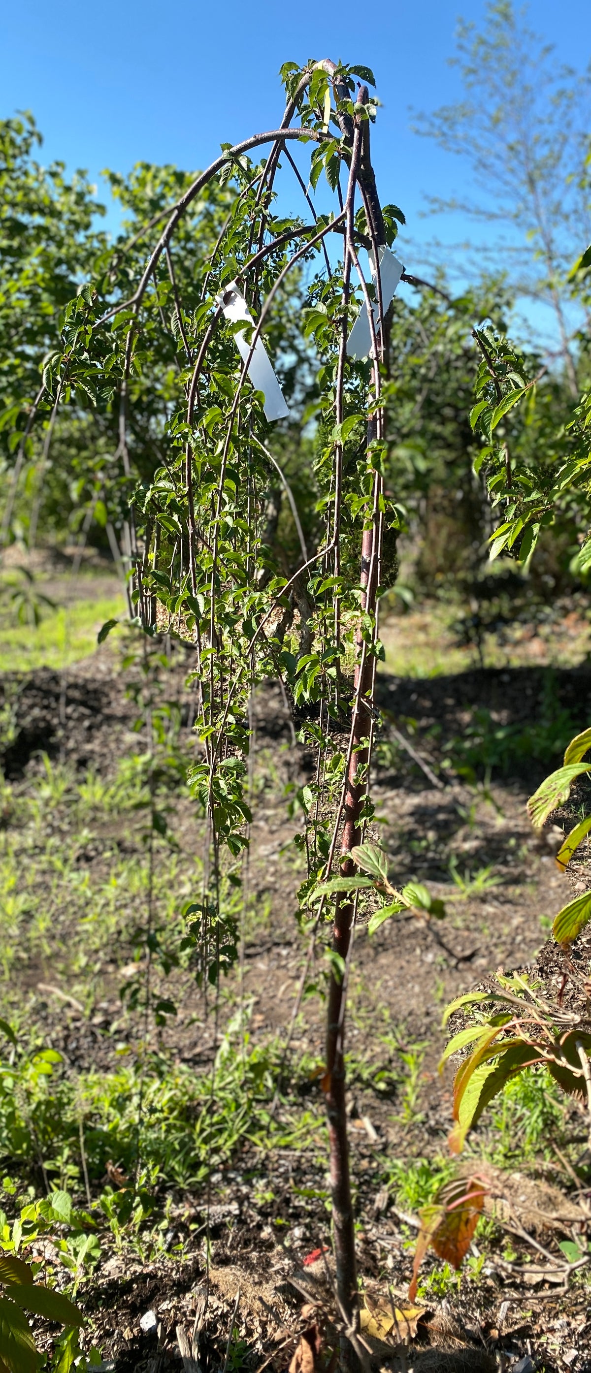 Prunus subhirtella var. pendula 'Snofozam'