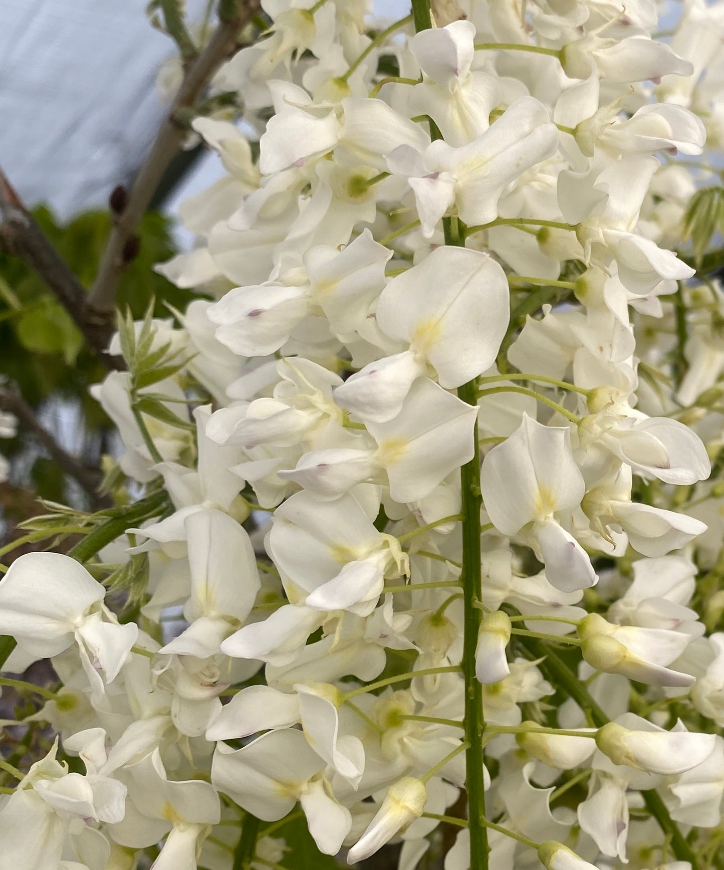 Wisteria floribunda 'Longissima Alba'