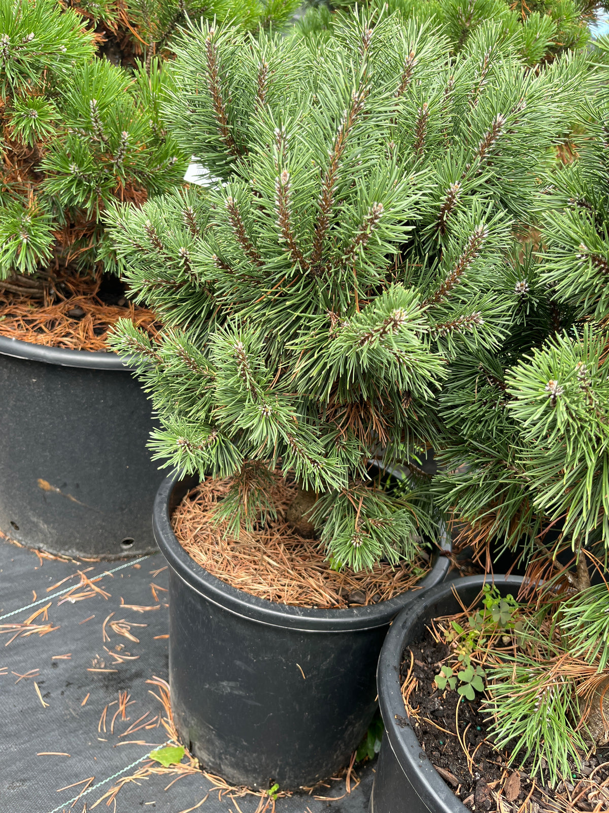 Pinus mugo 'Big Tuna'
