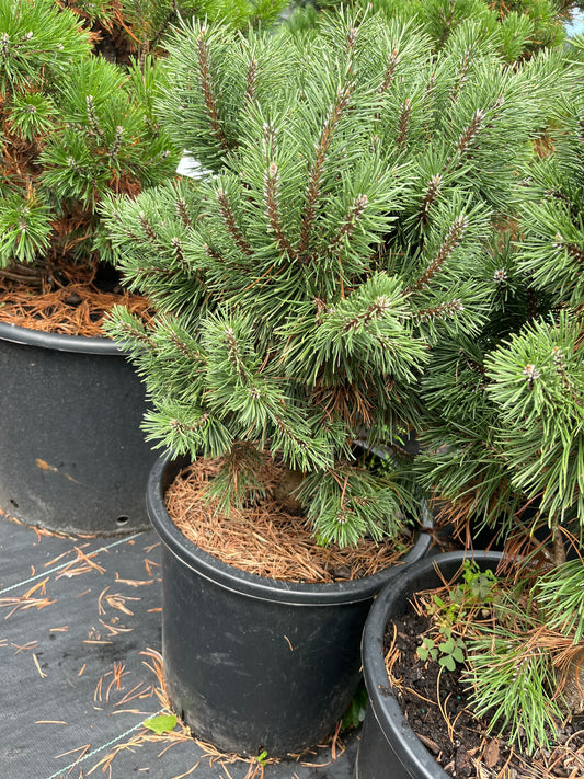 Pinus mugo 'Big Tuna'