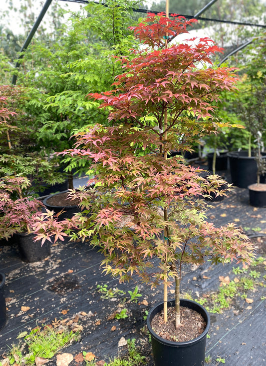 Acer palmatum 'Twombly Red Sentinel'