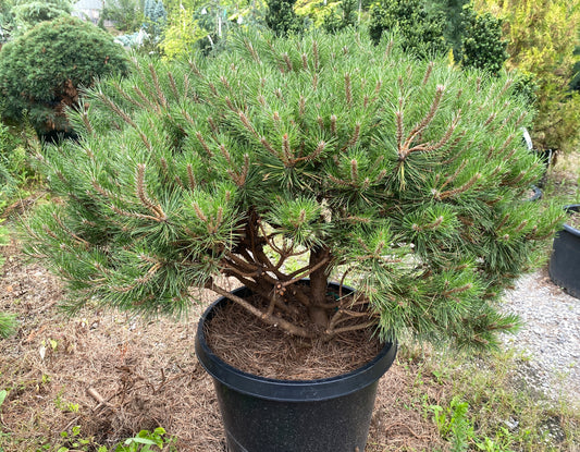 Pinus nigra 'Brepo'