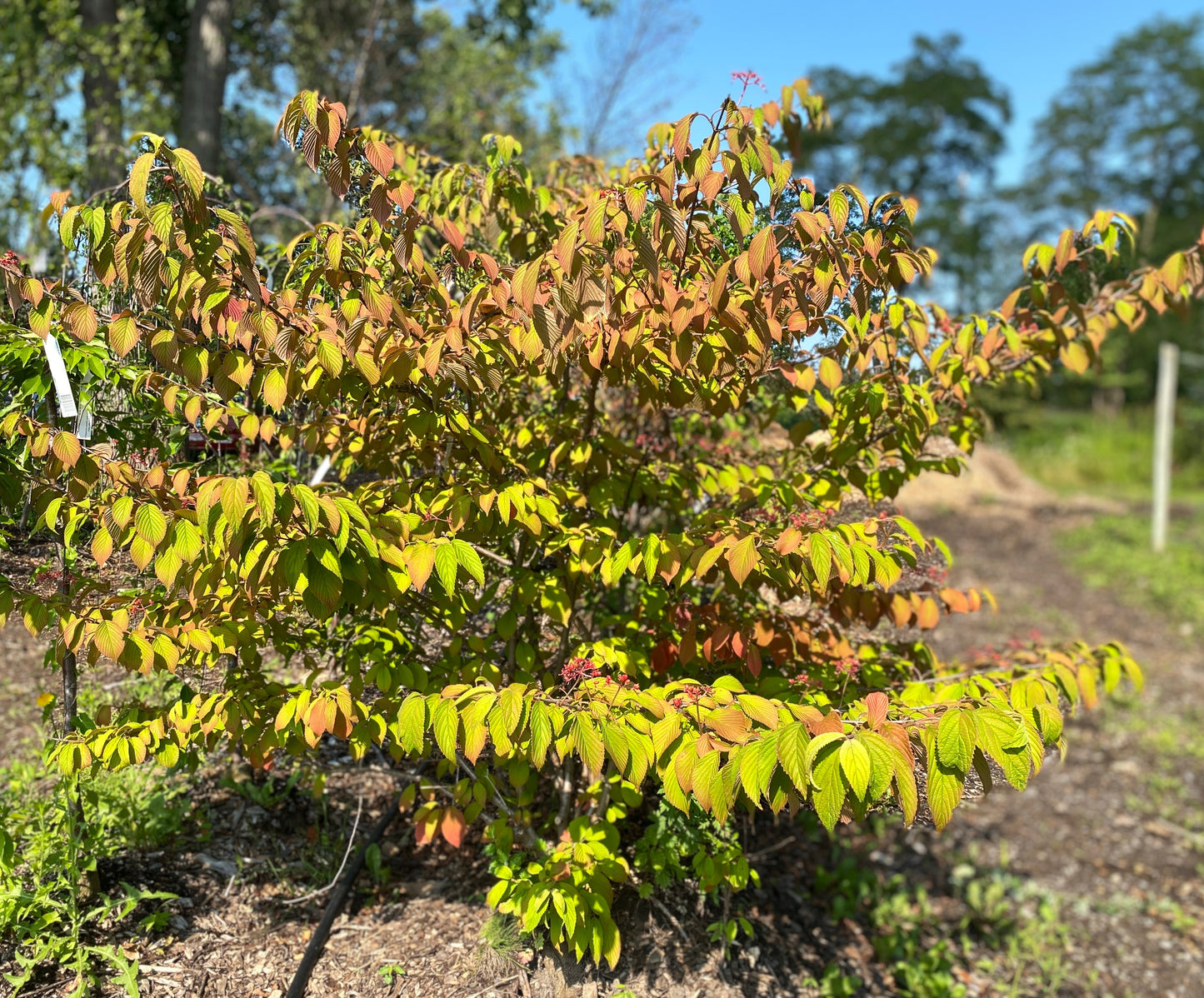 Viburnum plicatum tomentosum 'Mariesii'