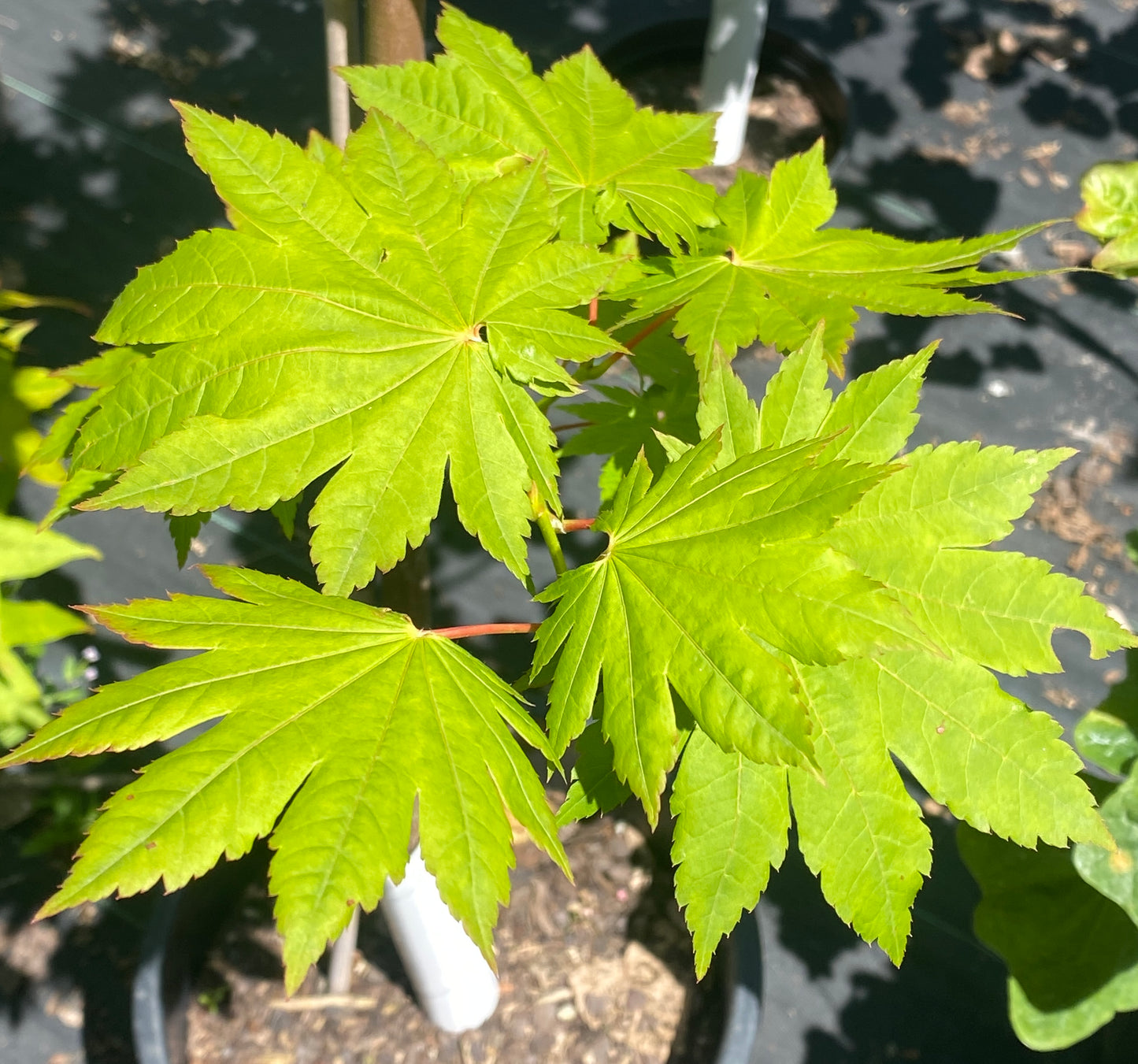Acer pseudosieboldianum ssp. takesimense