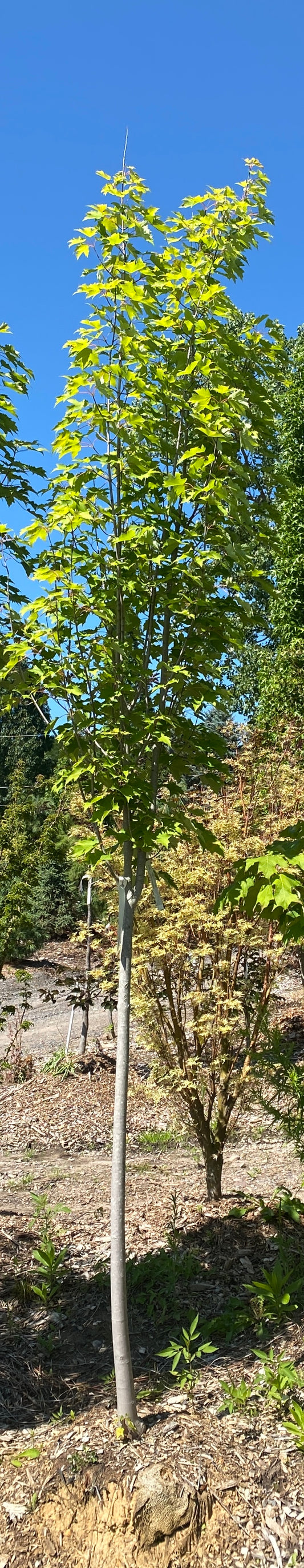 Acer rubrum 'Armstrong Gold'