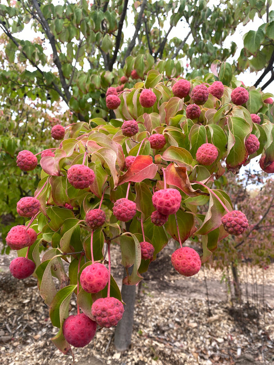 Cornus kousa chinensis 'Champion's Gold'