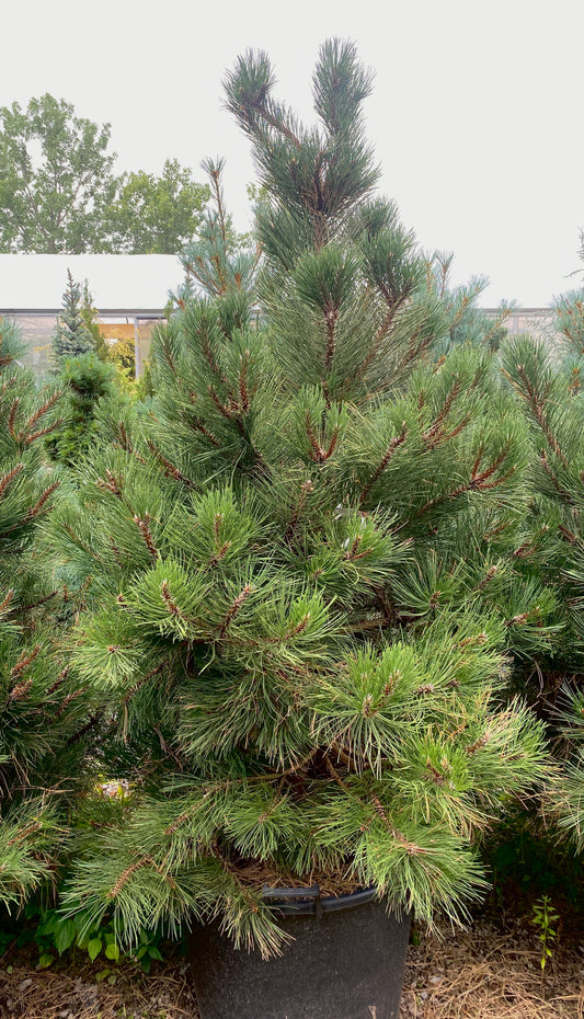 Pinus nigra 'Compacta'