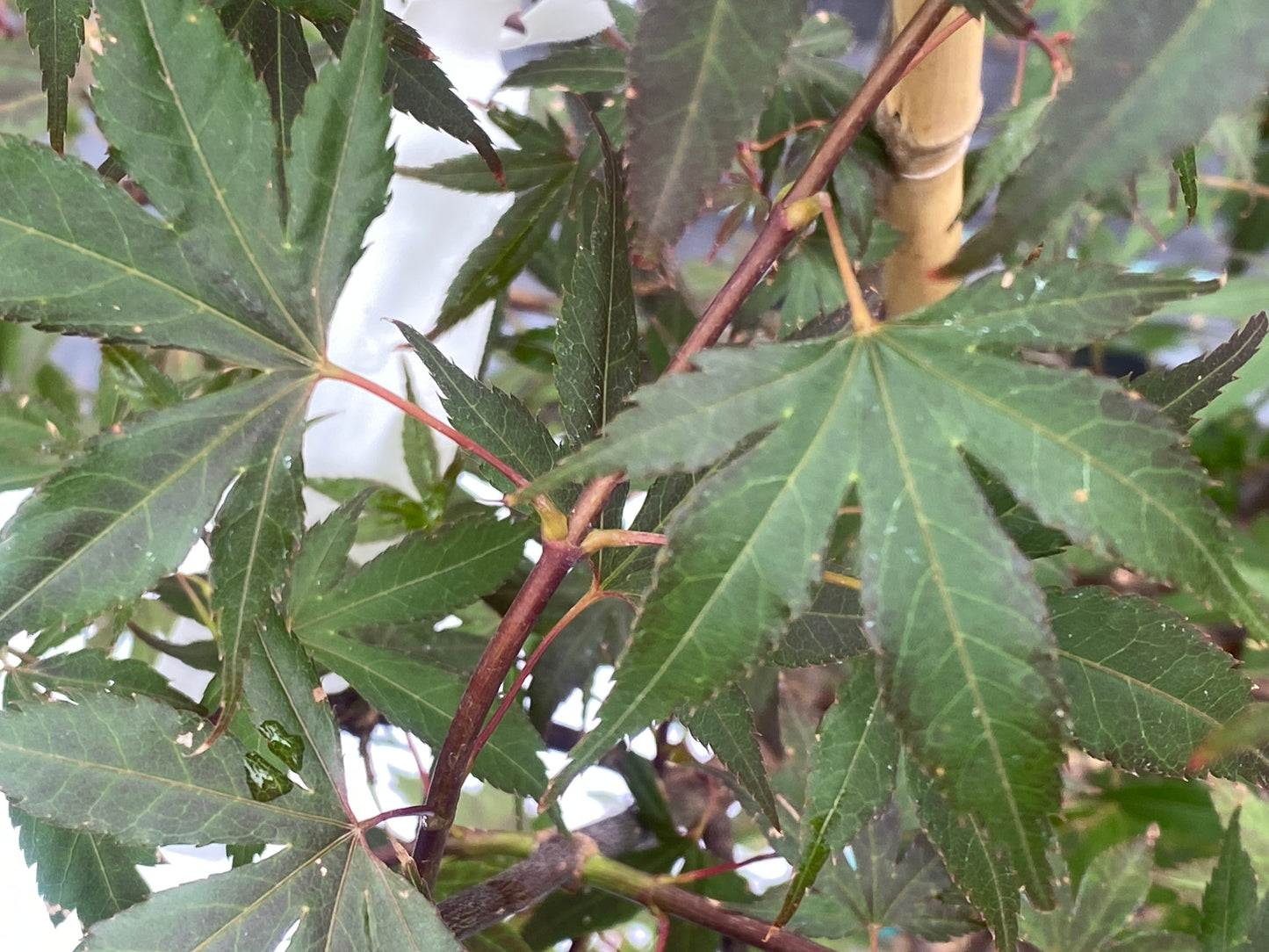 Acer palmatum 'Elizabeth'