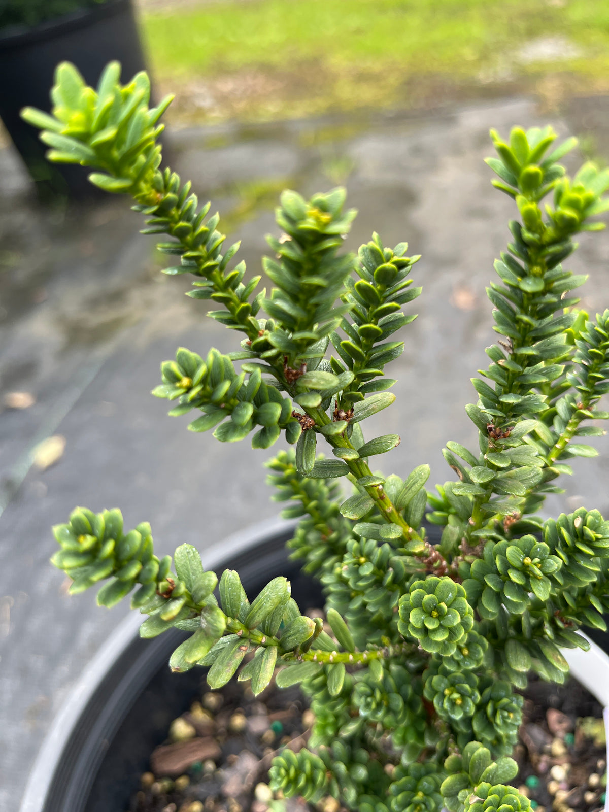 Taxus baccata 'Fowle's Dwarf'